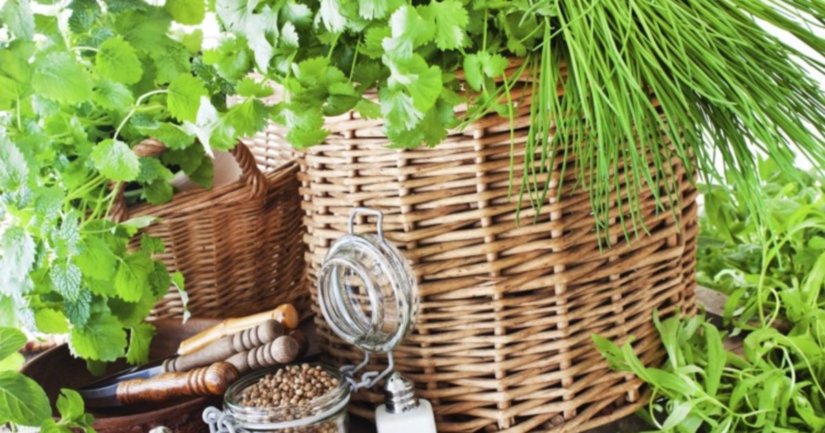 The Five Easiest Herbs To Grow