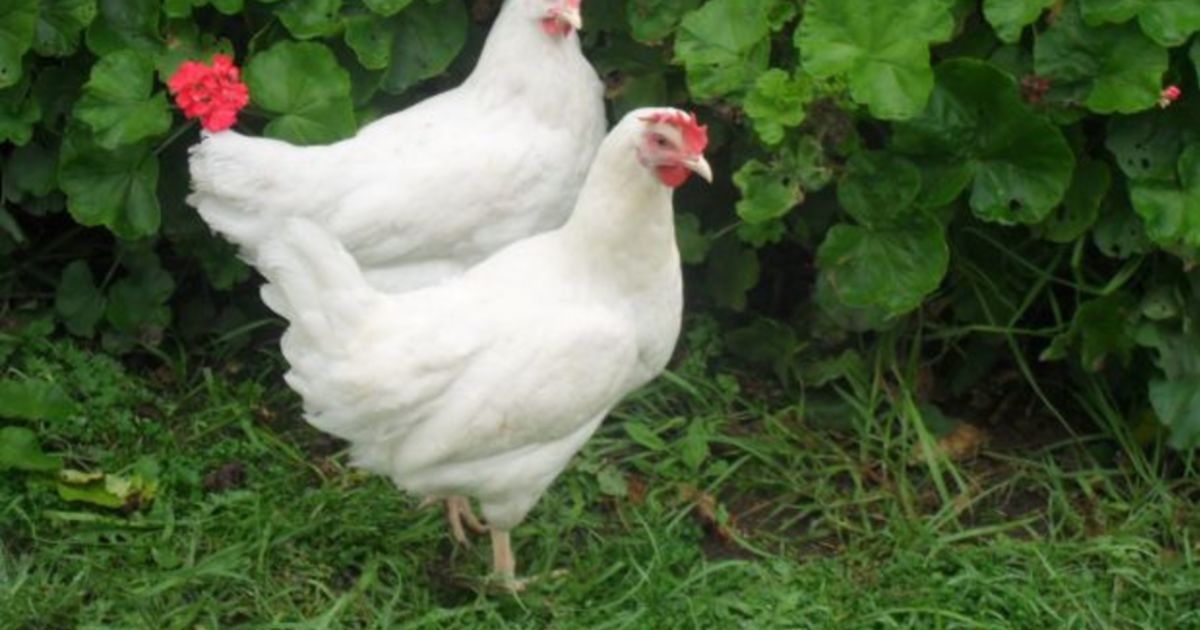 The Rise Of Inner City Chook Pens