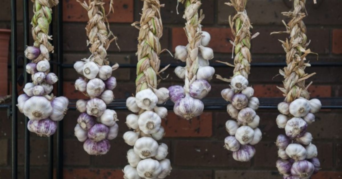 Winter Solstice The Time To Plant Garlic Is Now