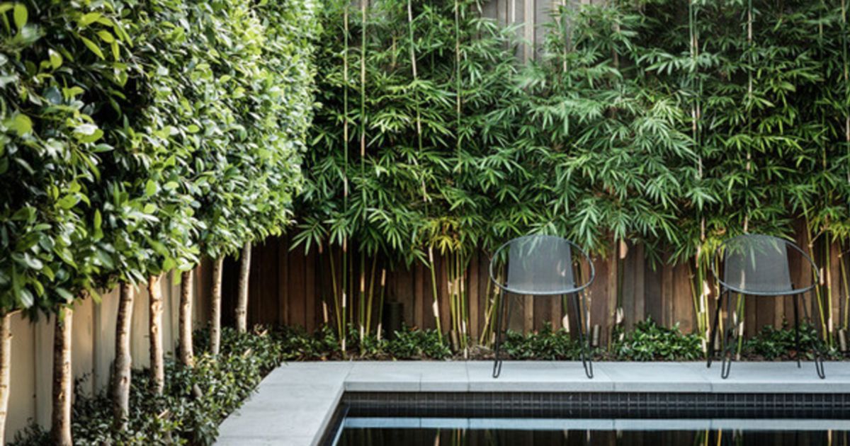 Privacy plants to block out neighbours