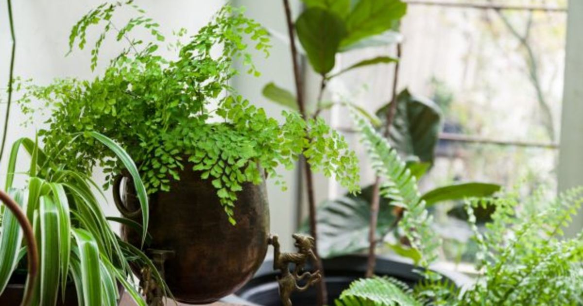 Why we should all be concerned about getting more plant