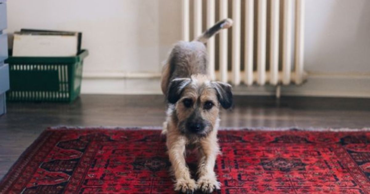 The demand for petfriendly housing in Sydney