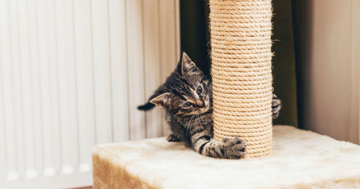 What Happens If Your Landlord Finds Out You Re Hiding A Pet In A Rental