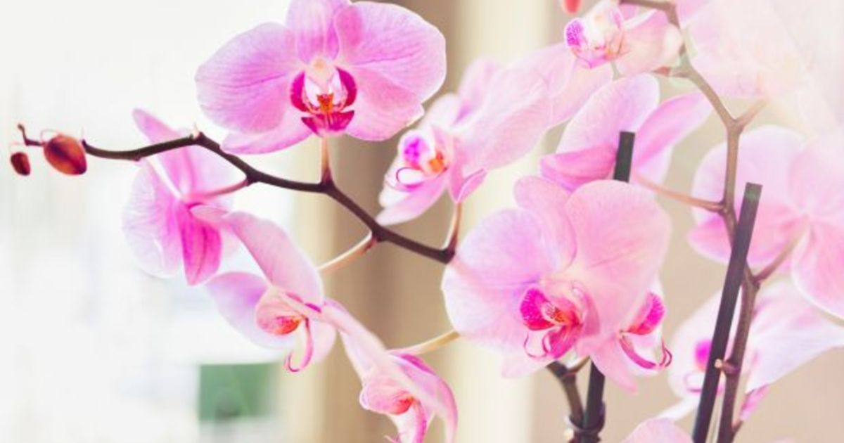 How Do I Keep An Orchid Alive Everything You Need To Know