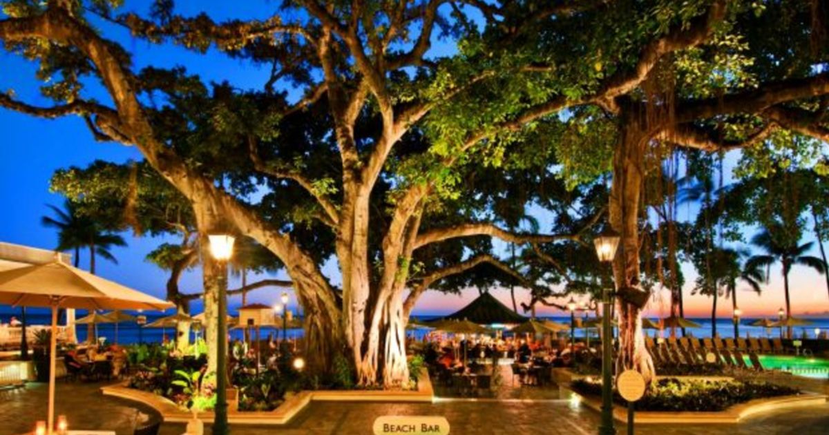 Indira Naidoo Visits One Of The World S Most Famous Trees Indira Naidoo Visits One Of The World S