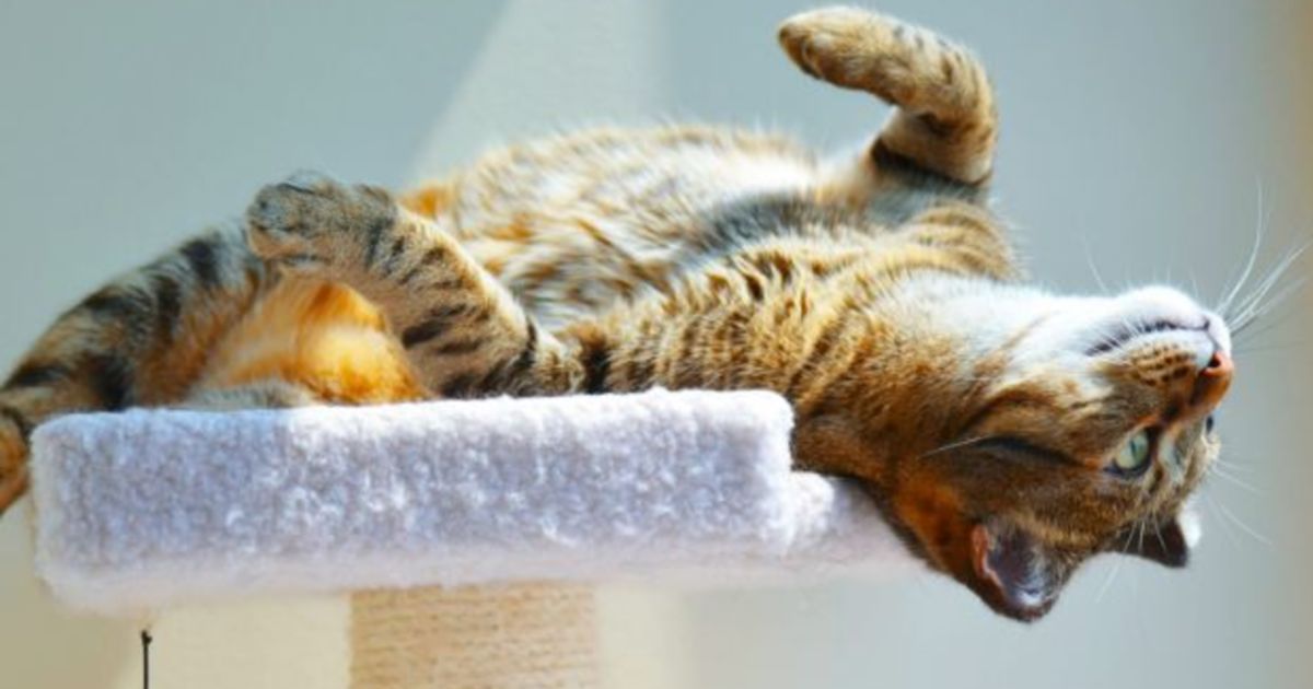 How To Keep Pets Happy And Healthy In An Apartment