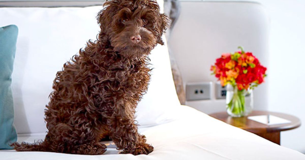 dog friendly weekend getaways