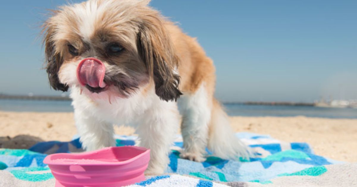 Melbourne’s best petfriendly beaches