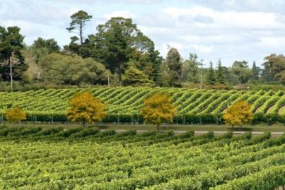 Malaysian horse racing tycoon snaps up Southern Highlands winery