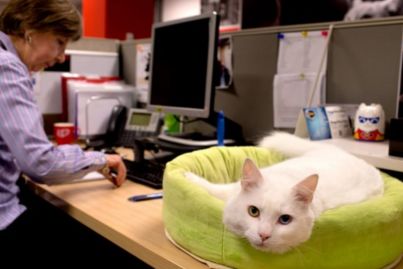 Pets in the office are helping relieve workplace stress