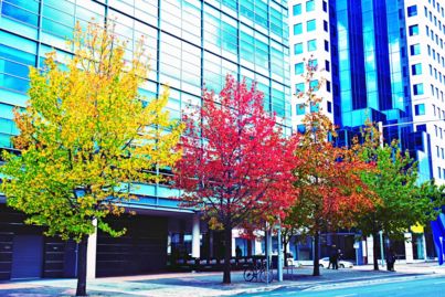 Can trees really cool down our cities?