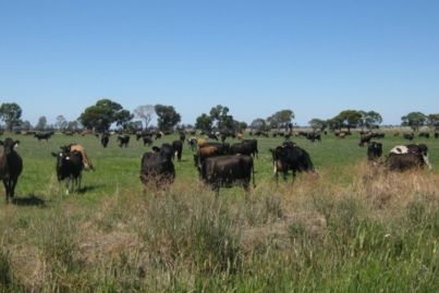Goulburn Valley dairy farm tipped to fetch $10 million