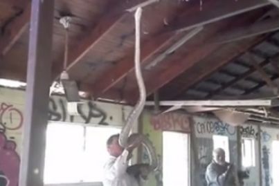 Two 4.5m pythons found at abandoned site at Cairns