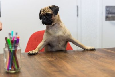 Uber will deliver puppies to Australian workplaces today