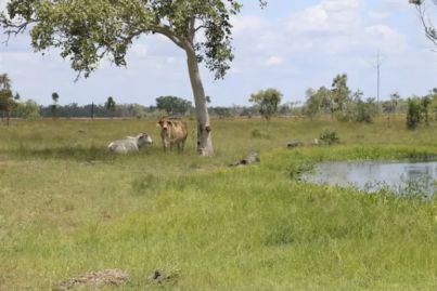 Clive Palmer's cattle property passed in at auction