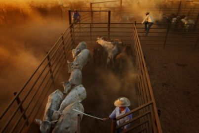 S. Kidman & Co buyer China's Dakang would have paid $400m