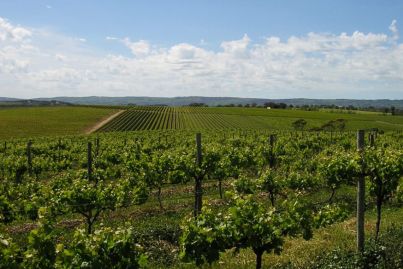 Dowie Doole named as buyer of McLaren Vale’s Conte vineyards