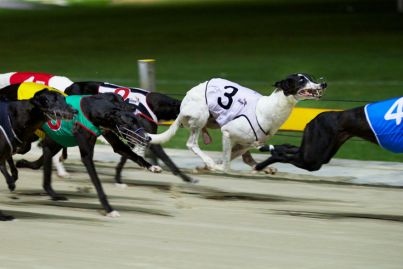 Prime land freed after NSW government bans greyhound racing