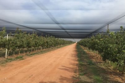 Undercover apple orchard for sale in Loxton SA