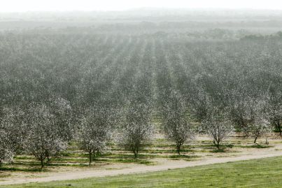 Value of Rural Funds' almond orchards soar to $91m