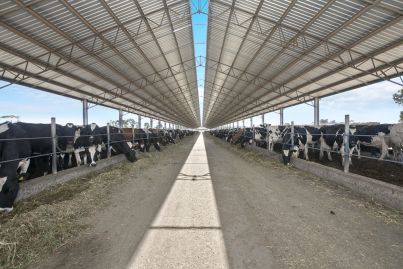 Victoria's Petabern dairies tipped to fetch $12 million