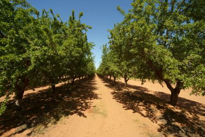Select Harvests adds SA almonds orchards to portfolio
