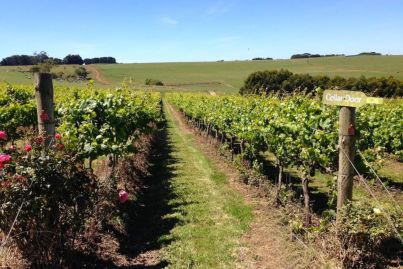 Five Victorian vineyards to pick if you enjoy making your own drop