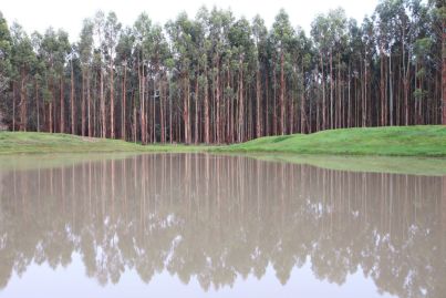 New Forests offers Victorian forestry portfolio in sale and leaseback deal