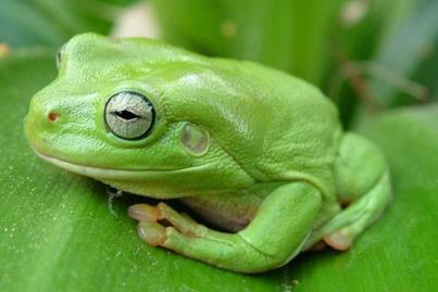 Frogs: how to attract them to your garden