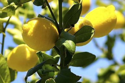 Why green thumbs will never sour on citrus