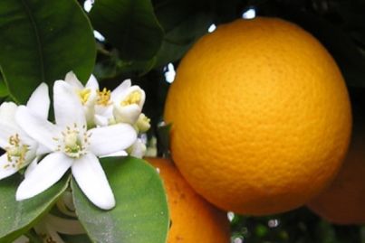 Love your citrus – payback is worth it