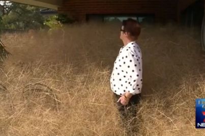 Hay, what's that? Tumbleweed invades Victorian town