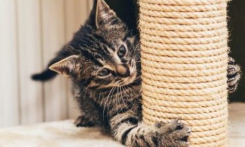 Busted: How landlords know when you're hiding a pet in your rental