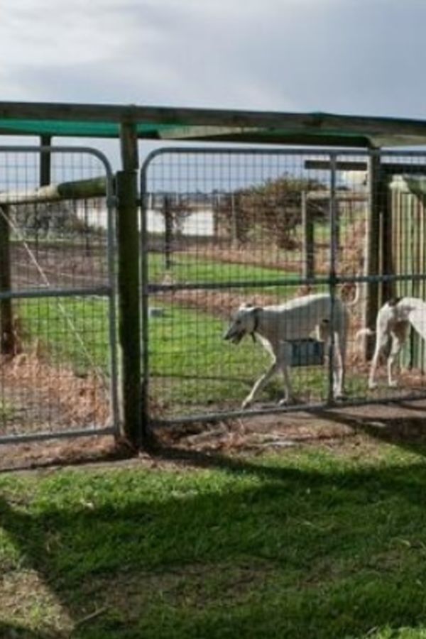 Greyhound kennels for best sale sale