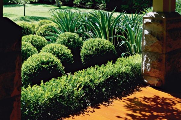 Buxus Is A Hedge For All Reasons