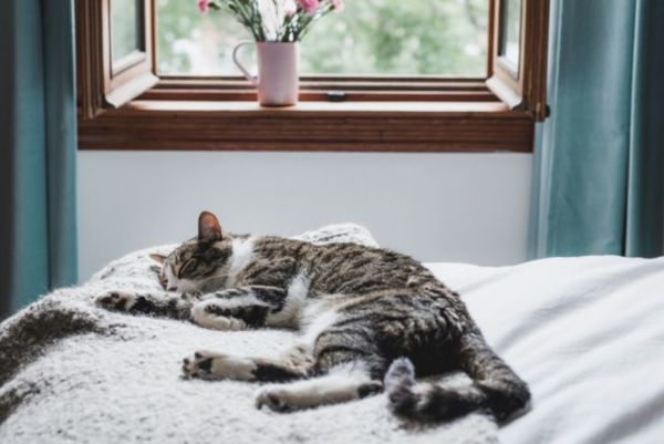 How To Keep Your Home Clean When Living With Pets