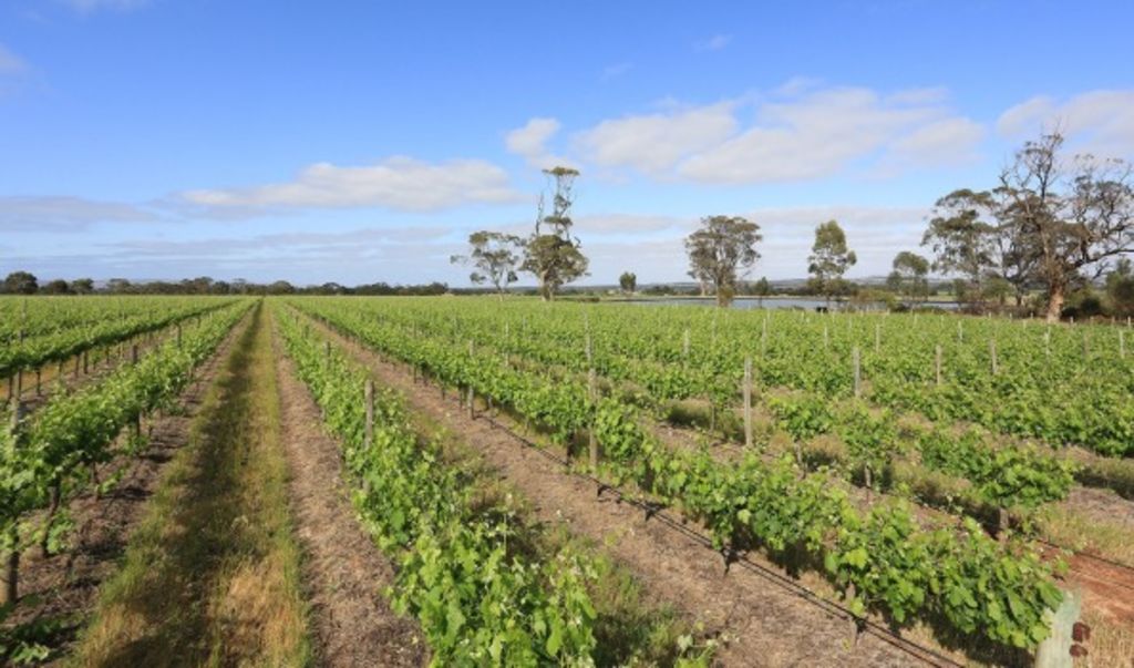 Slice of Barossa 'Grange' country up for sale