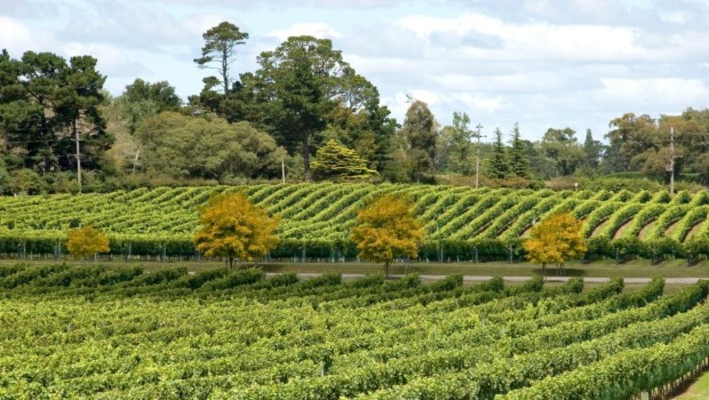 Malaysian horse racing tycoon snaps up Southern Highlands winery