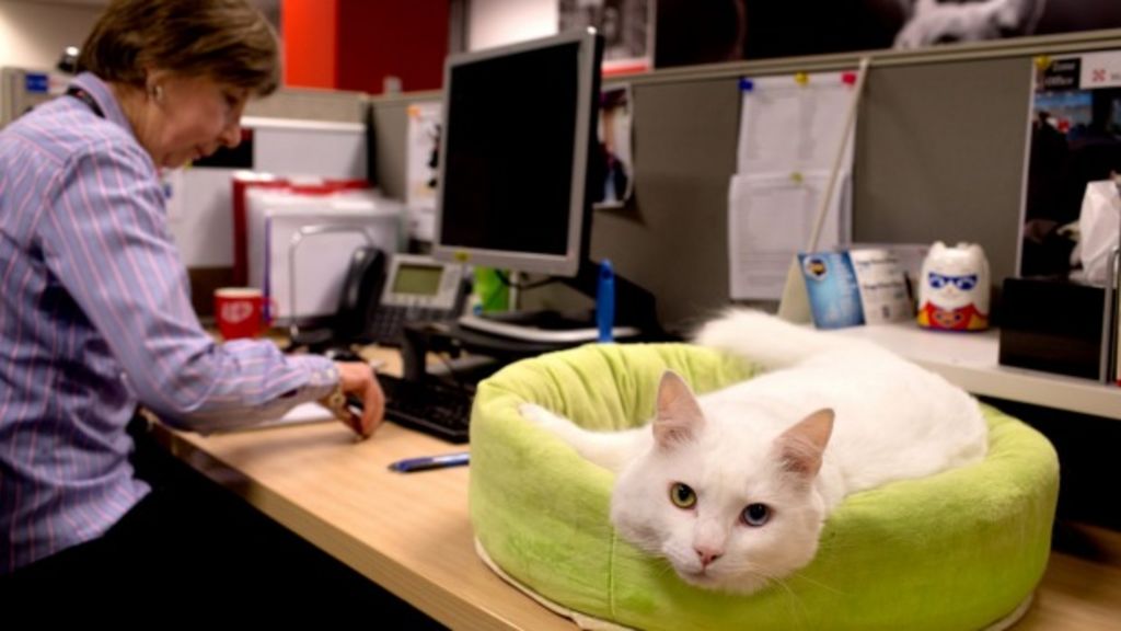 Pets in the office are helping relieve workplace stress