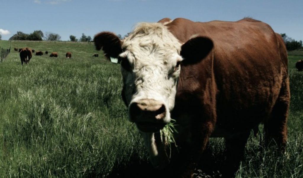 Beef-producing properties to top rural investments in 2016: CBRE