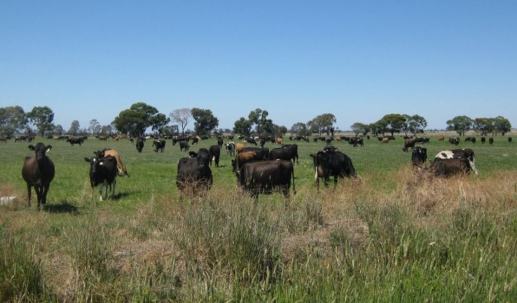 Goulburn Valley dairy farm tipped to fetch $10 million