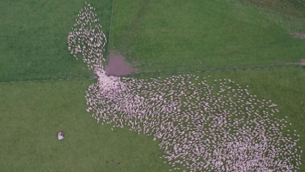 Stunning Hawke's Bay sheep herding footage you have to see to believe