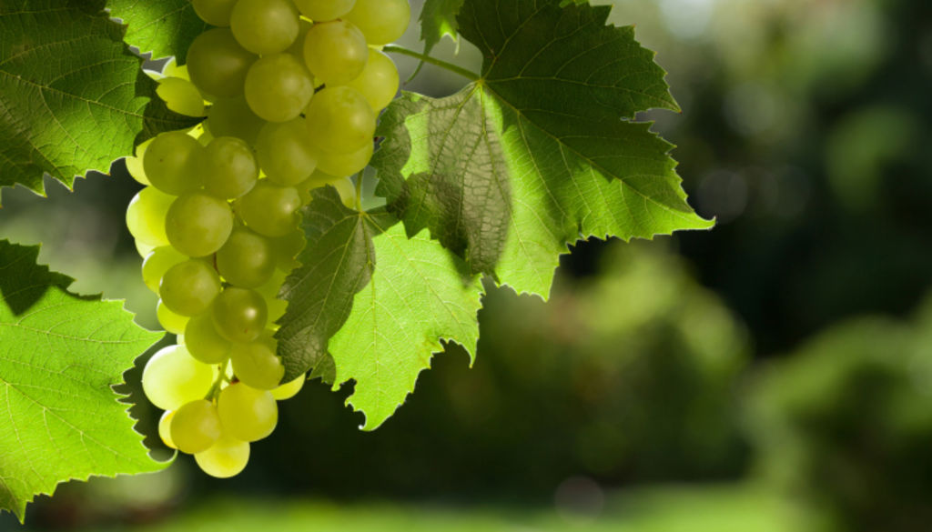 Six of the best Australian vineyards on the market