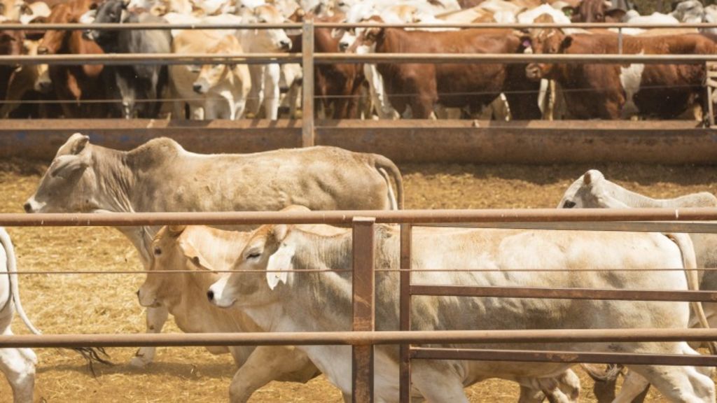 Chinese-led group to buy Australia's most iconic cattle company S. Kidman & Co