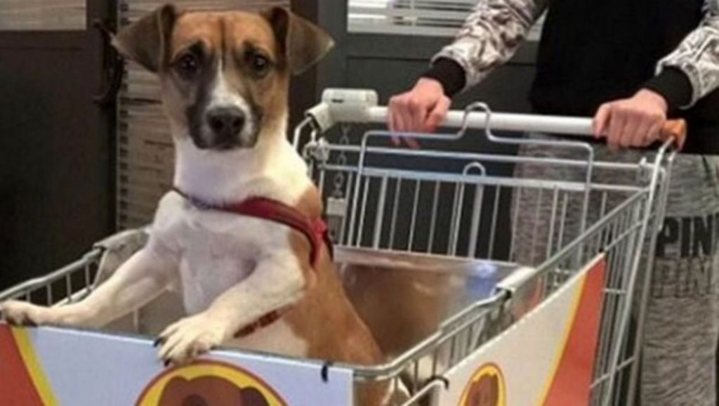 Italian supermarket offers ride-on shopping trolleys for dogs