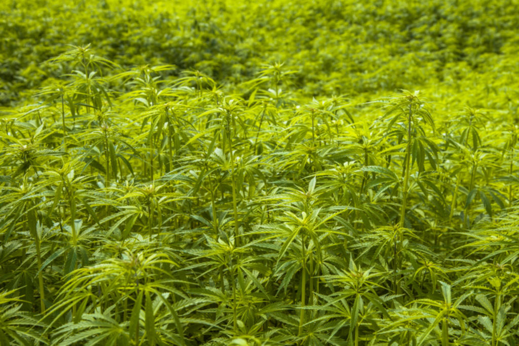 Agribusiness investment interest grows as Australia considers cannabis laws