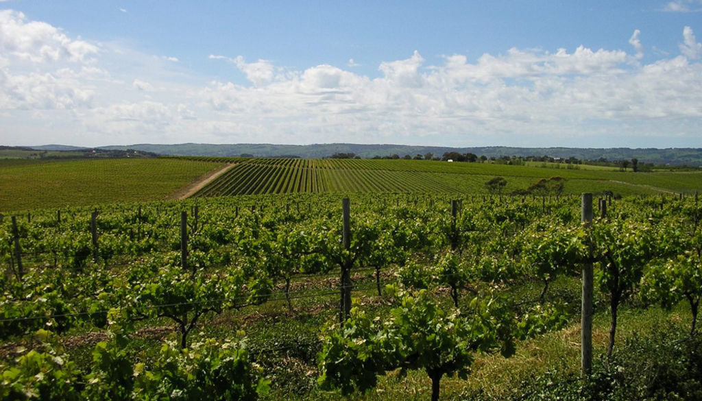 Dowie Doole named as buyer of McLaren Vale’s Conte vineyards