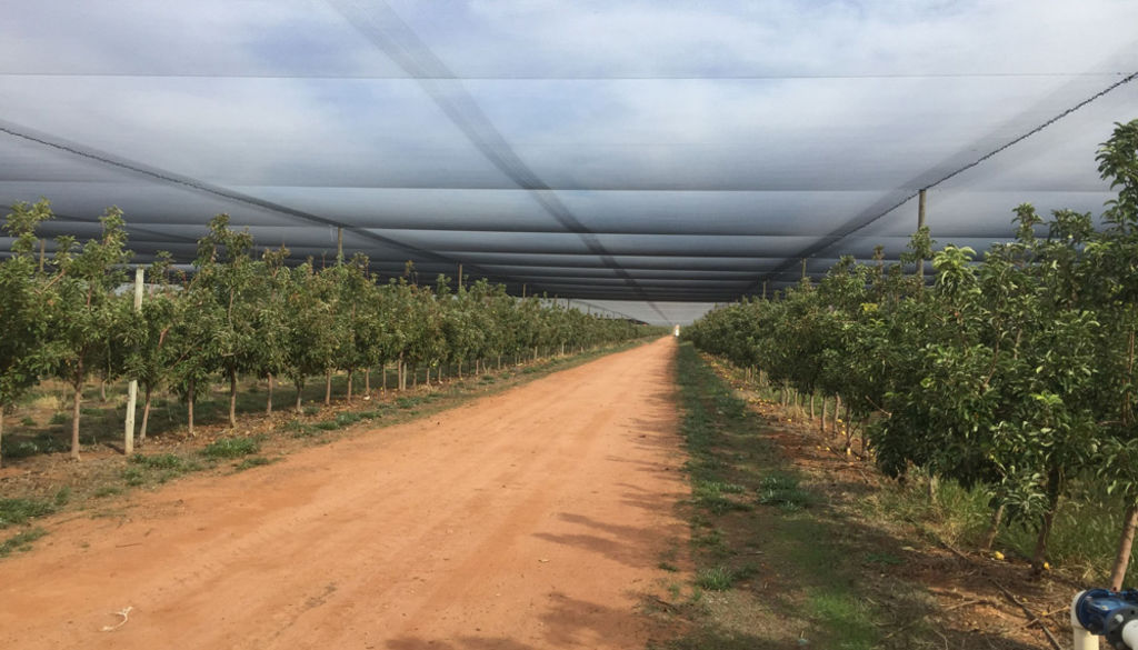 Undercover apple orchard for sale in Loxton SA