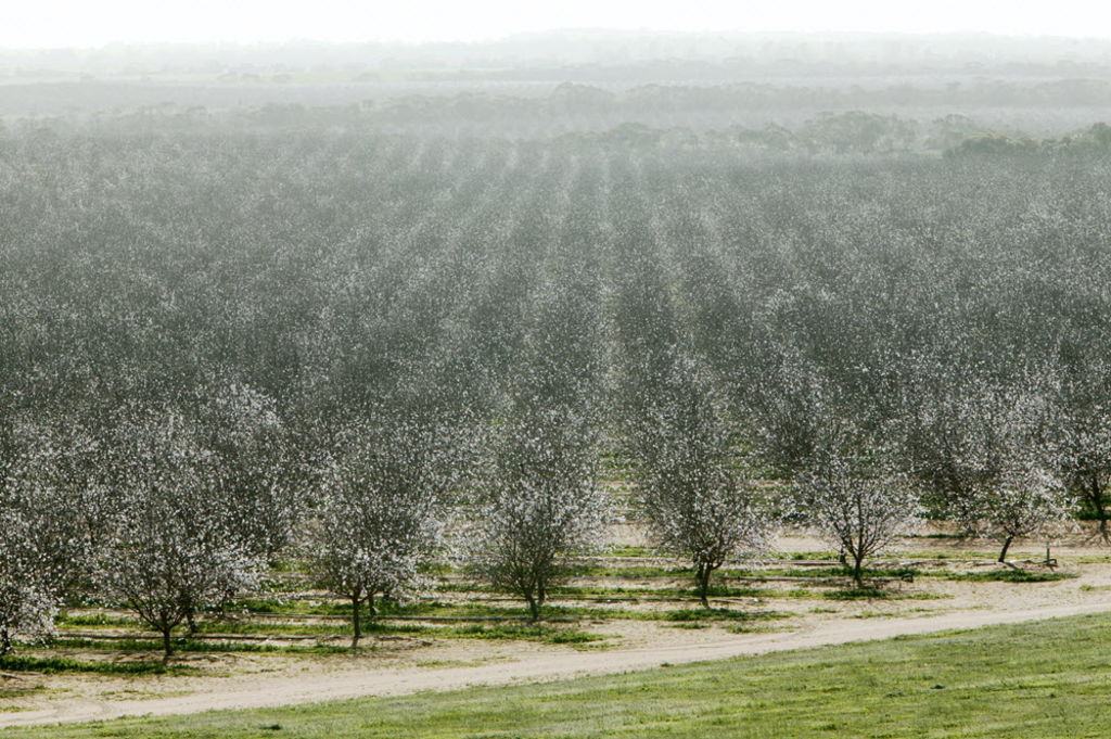 Value of Rural Funds' almond orchards soar to $91m