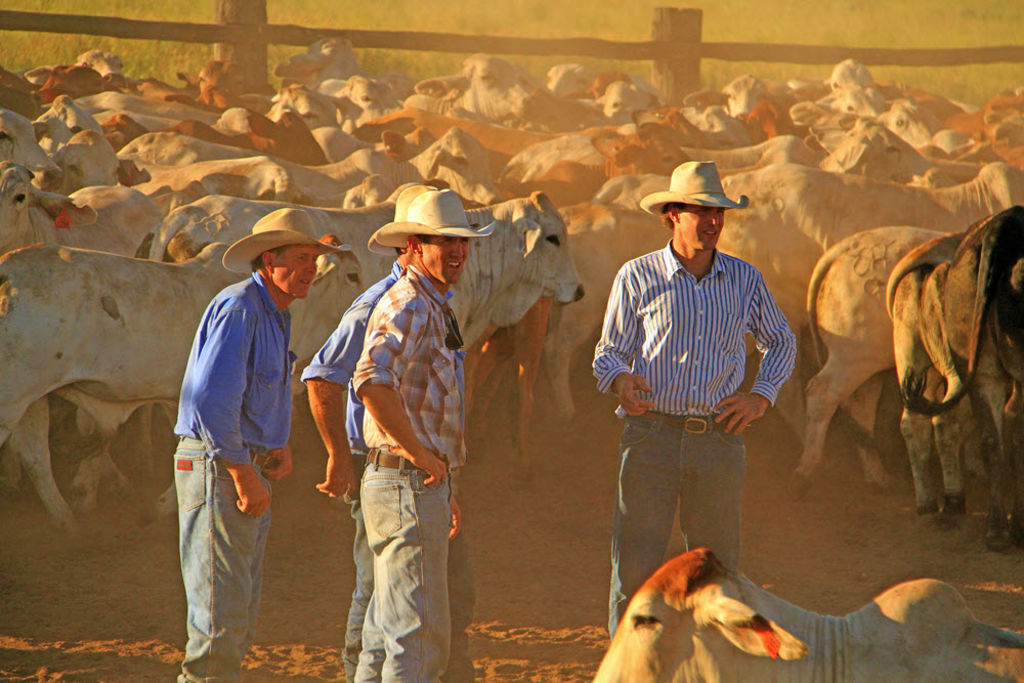 Hewitt Cattle Australia musters up big beef deal with Hale Pastoral